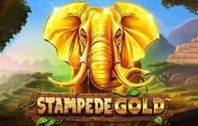 Stampede Gold - Betsoft