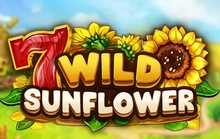Wild SunFlower - Fazi
