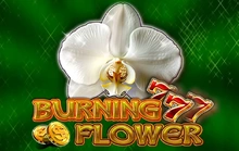 Burning Flower - Ct_gaming