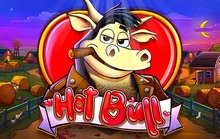 Hot Bull - Champion