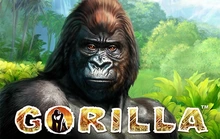 Gorilla - Novomatic_fizzy