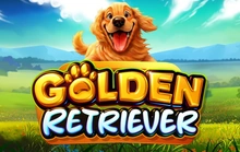 Golden Retriever - Pragmatic