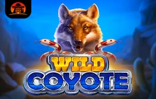 Wild Coyote - St8_amigo_gaming